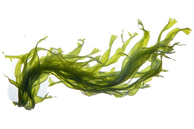 Photo swaying kelp seaweed algae plant white background