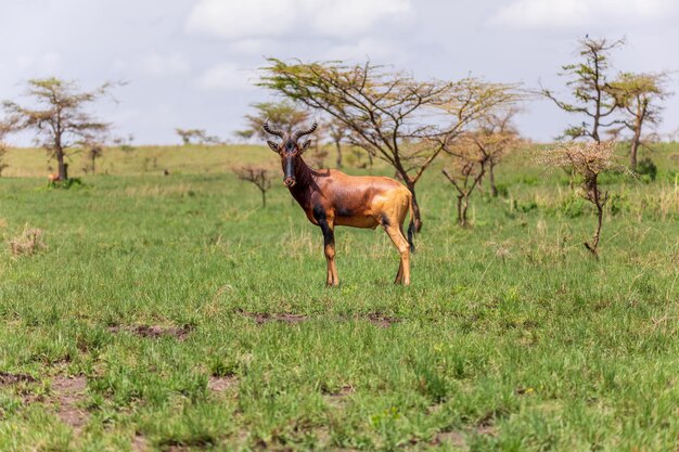 Photo swaynes hartebeest antelope ethiopia wildlife