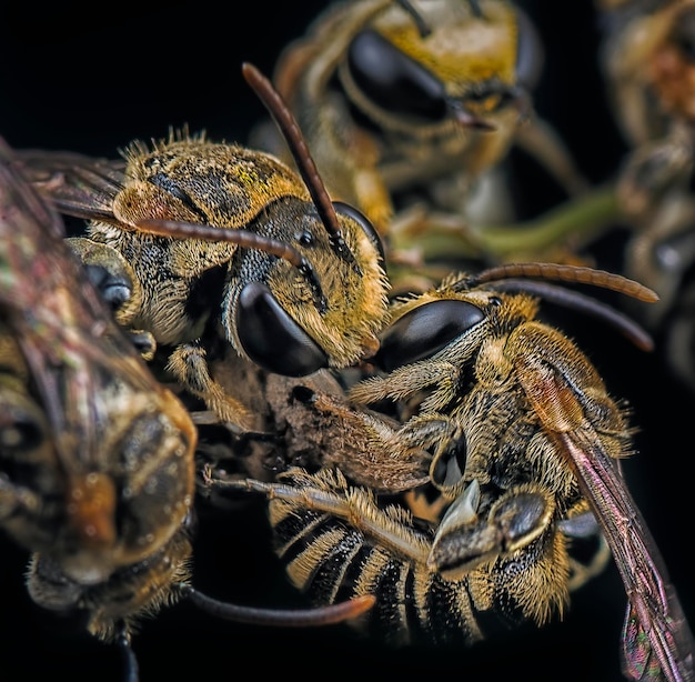 Sweat bees perching on the branches