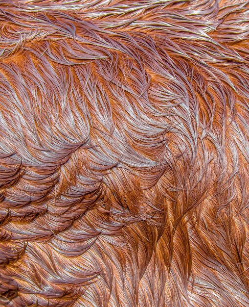 Sweaty wet skin of horse fur as a background closeup