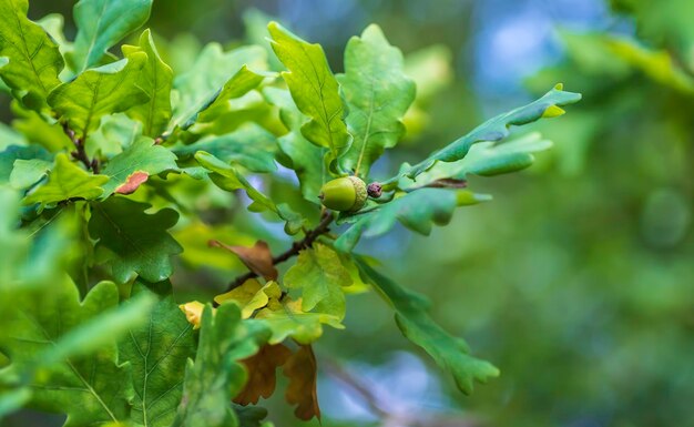 Photo swedish oak tree with acorns the season for the acorn is now in september