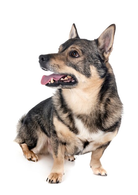 Swedish Vallhund in studio