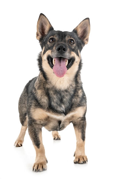 スタジオでスウェーデンのVallhund