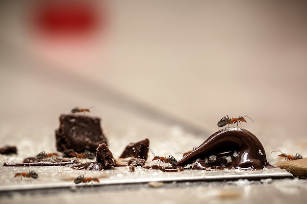 Foto dolci formiche sul pavimento, che mangiano avanzi di caramelle, briciole e cioccolato