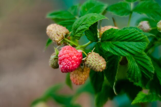 Foto dolce e appetitoso lampone nel mio giardino