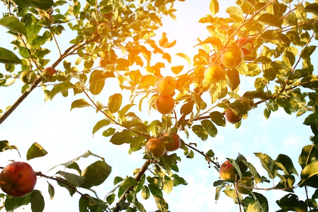 Sweet apples on the tree