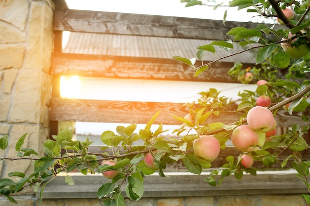 Sweet apples on the tree