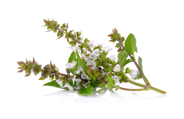 Sweet Basil flower isolated