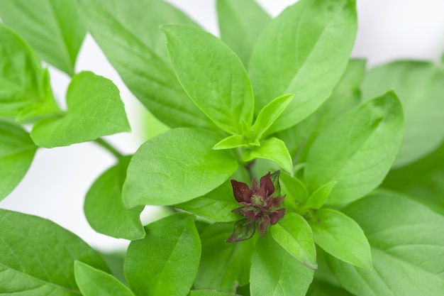 Sweet Basil Herb Groeien in een biologische tuin. Thais basilicumblad (Ocimum basilicum)