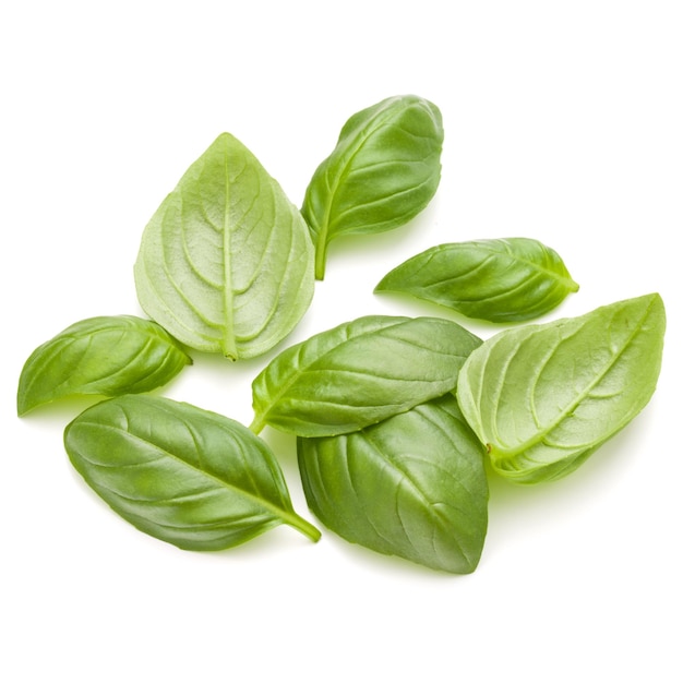 Sweet basil herb leaves handful isolated on white background closeup