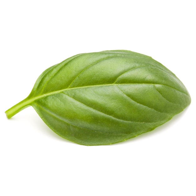 Sweet basil herb leaves isolated on white background closeup