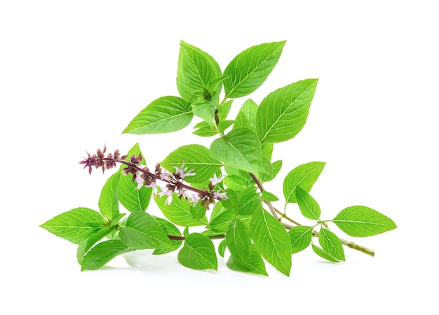 Sweet basil  isolated on white background