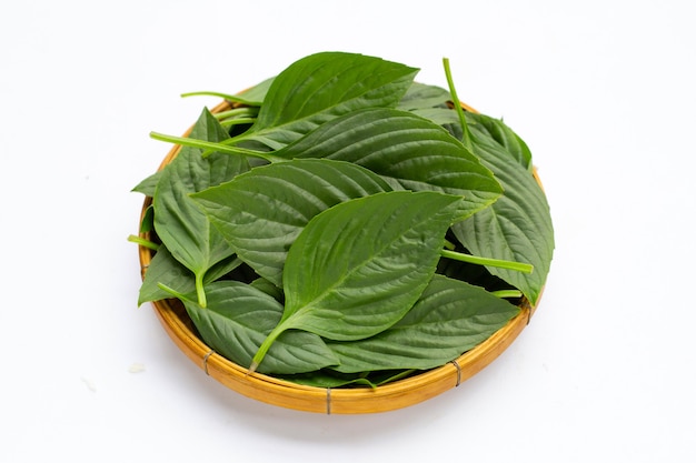 Sweet basil leaves in bamboo basket on white background.