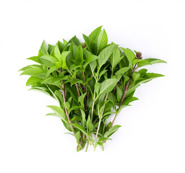 Sweet basil leaves isolated