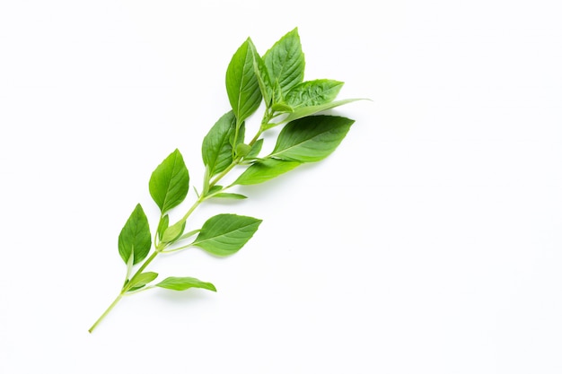 Sweet Basil leaves on white.