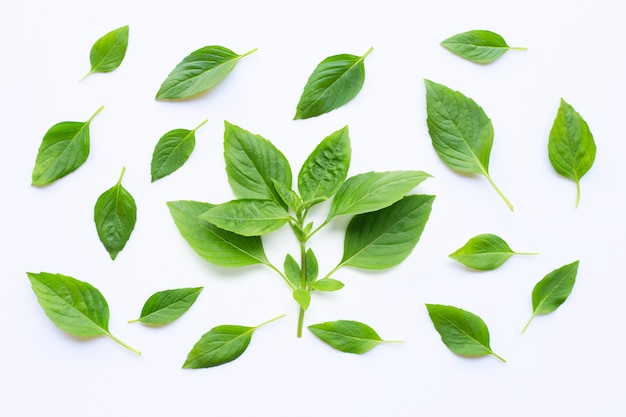 Sweet Basil leaves on white 