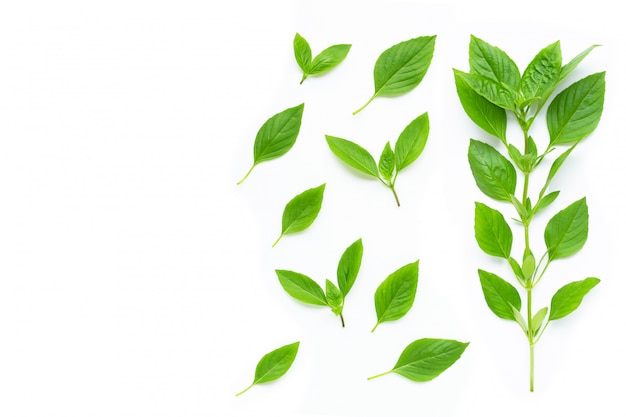 Sweet Basil leaves on white