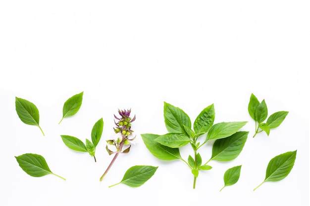 Sweet Basil leaves on white