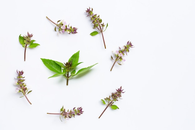 Fogli dolci del basilico con il fiore su bianco