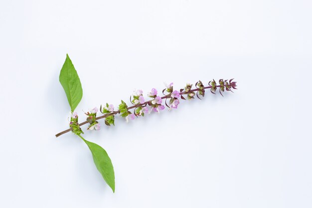 Sweet basil leaves with flower on white.