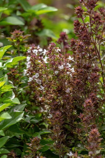 Sweet Basil Plant of the species Ocimum basilicum