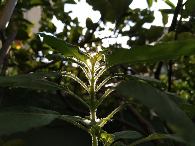 Foto sweet basil tree is verlicht door de ochtendzon