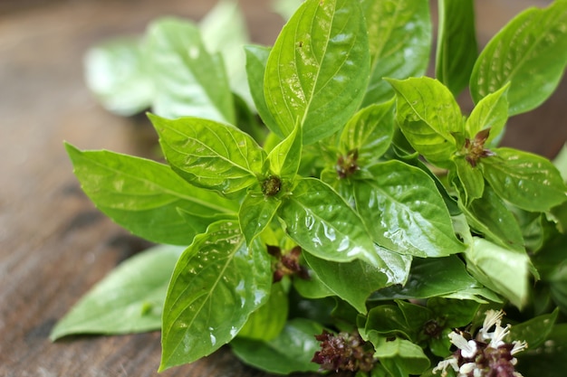 sweet basil on wooden background.