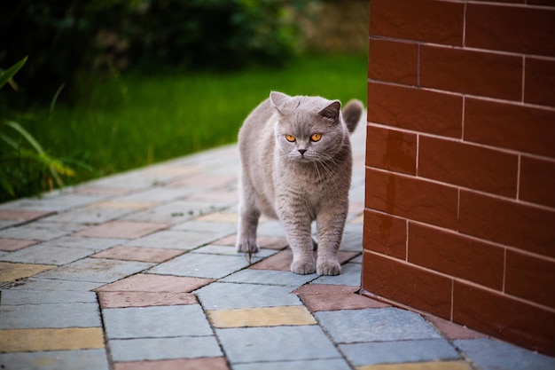 Сладкий кот на зеленой траве Британский кот