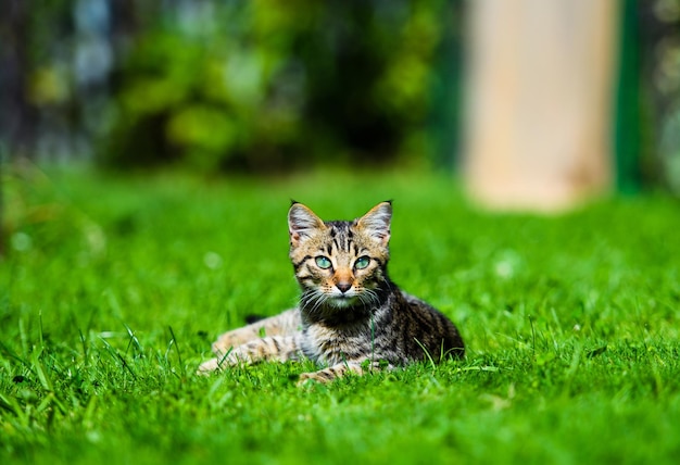 緑の芝生の上の甘い猫