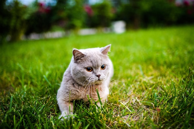 Sweet cat on green grass