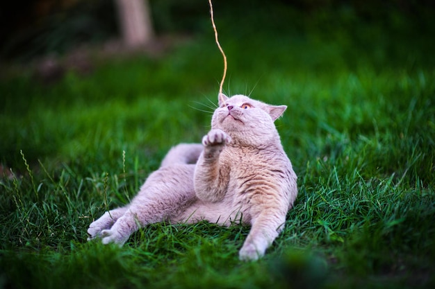 緑の芝生の上の甘い猫