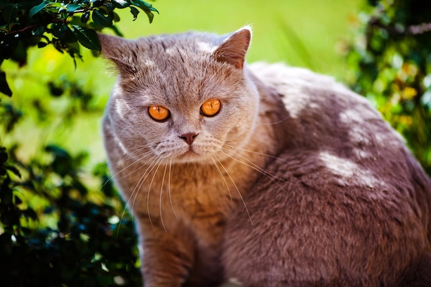 Sweet cat on green grass