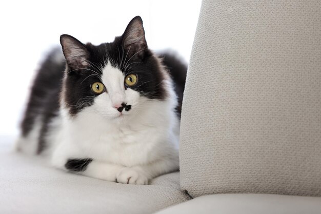 Sweet cat lying on couch in living room