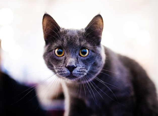 Sweet cat, very playful, with yellow eyes