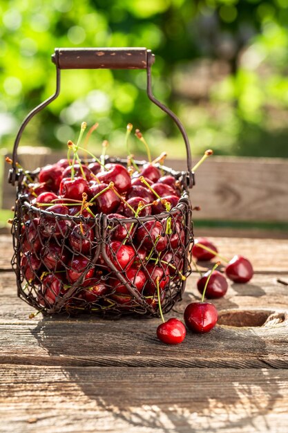 Sweet cherries in basket Fresh fruit harvested in the summer