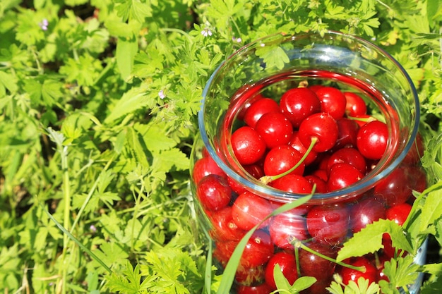 Sweet cherries in glass jar on grass background