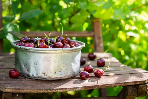 Sweet cherries in metal bowl in summer garden