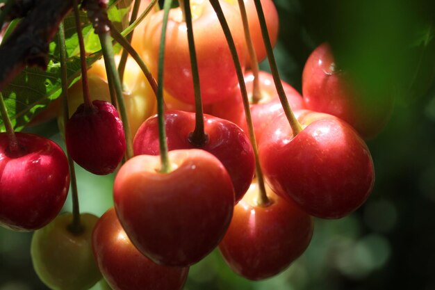 Sweet cherry berries on a tree branch