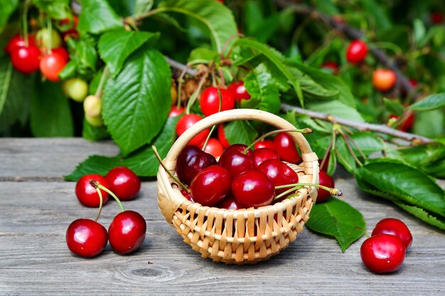 Sweet cherry berries in a wicker basket  on a table in the garden