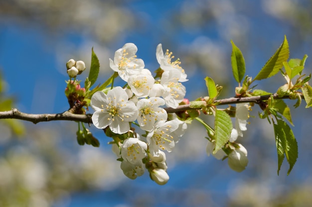 写真 晴れた春の日に木の枝にく甘い桜