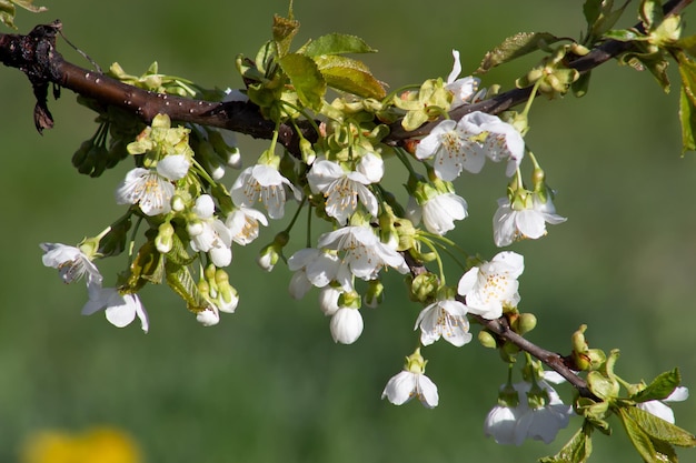 Sweet cherry branch with flowers on a blurred green background