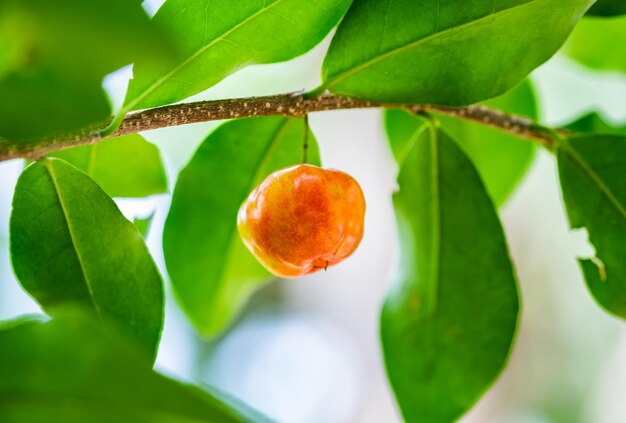 Sweet cherry orange ripe