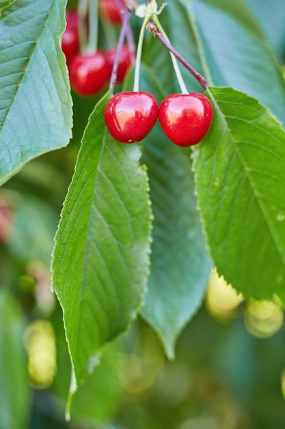 Foto bacche di ciliegie rosse su un ramo di un albero