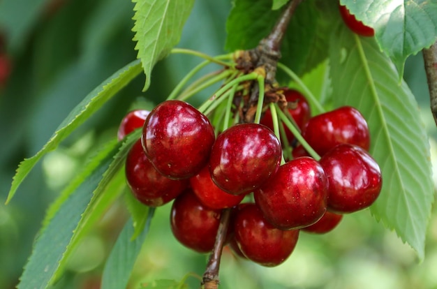 Sweet cherry Ripe cherries Cherry red View from above Fruit background