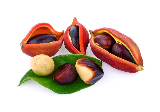 Sweet chestnuts (Sterculia monosperma) on white background