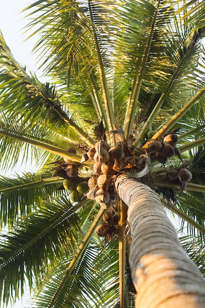 Photo sweet coconut tree.