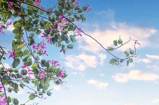 Foto fiore di bauhinia purpurea di colore dolce