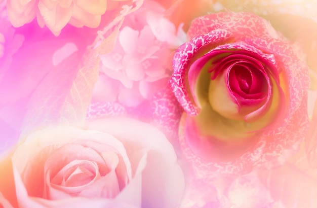 抽象的な背景のソフトスタイルのグラデーションで作られた甘い色のバラ