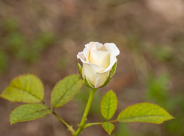 Сладкий цвет роз