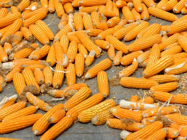 Sweet corn, also called sugar corn and pole corn. pile of corn
stalks in burlap. corn harvest. farm